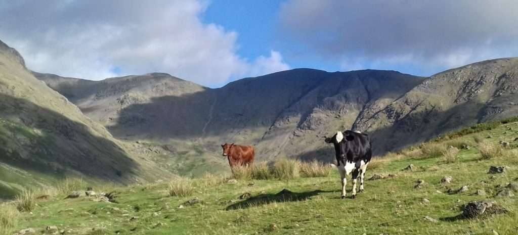 A couple of cows with Pillar in the far distance